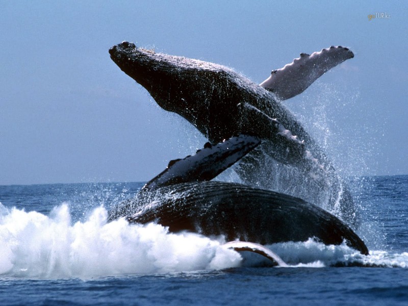 Горбатые киты в доминикане! с января по март!!!!