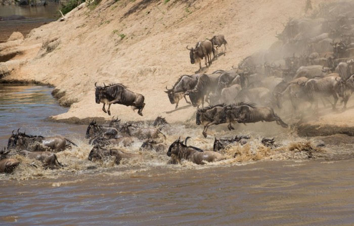Посмотреть на миграцию антилоп гну в парке Серенгети в Африке