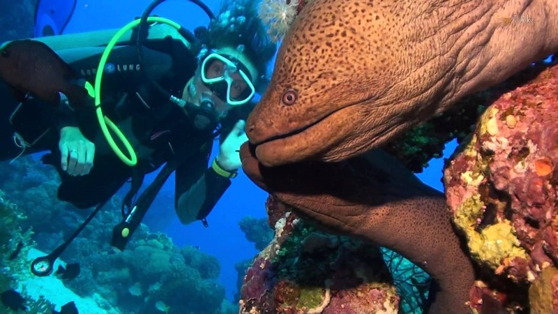 Незабываемый дайвинг в Доминикане!