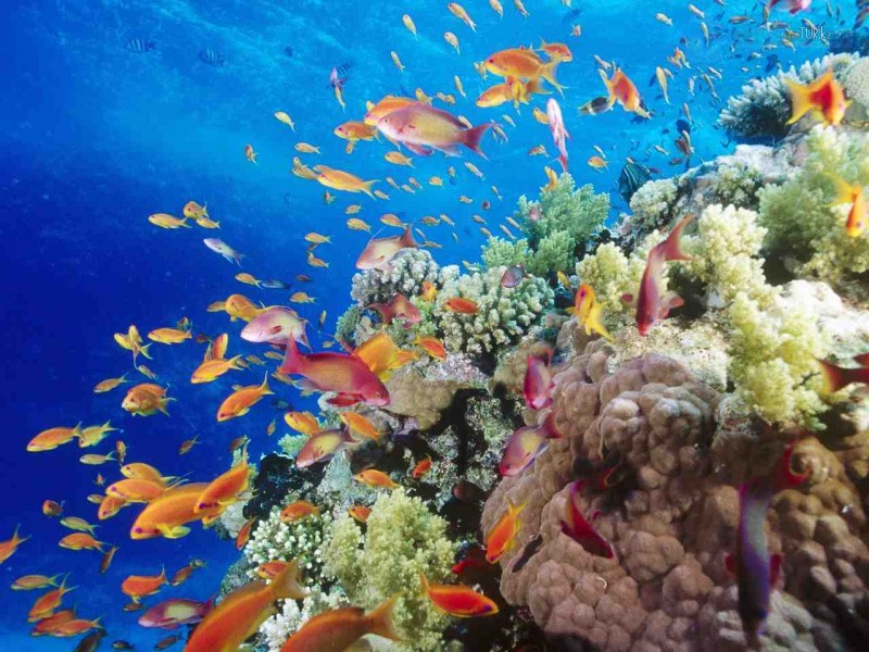 Крупнейший в Дубае коралловый риф открыт!!!