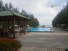 Золотой дельфин