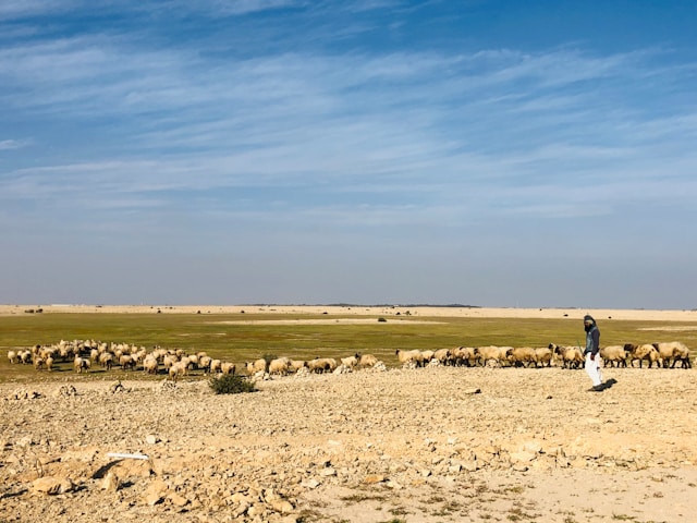 Что еще посмотреть в Катаре