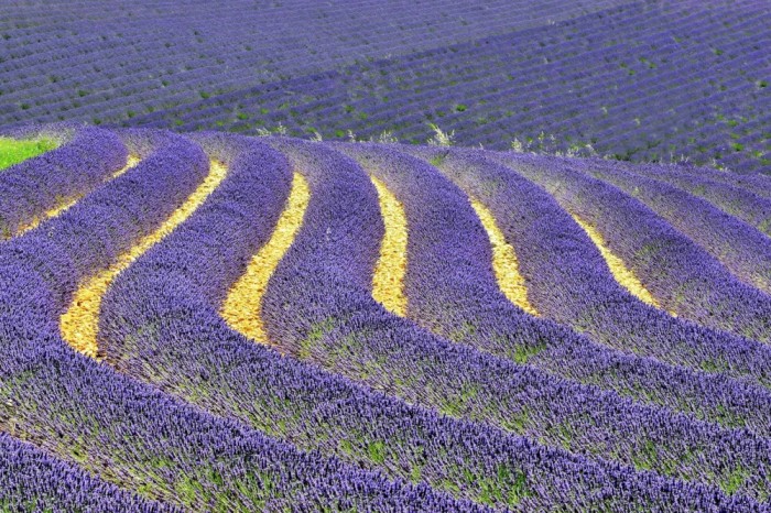 Подышать воздухом лавандовых полей в Провансе